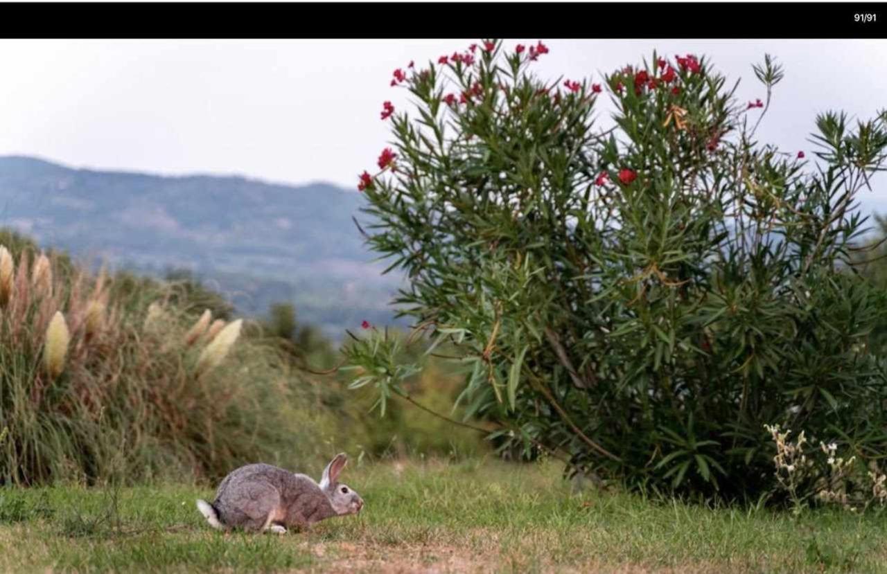 Residenza Collefiorito Aparthotel Todi Buitenkant foto